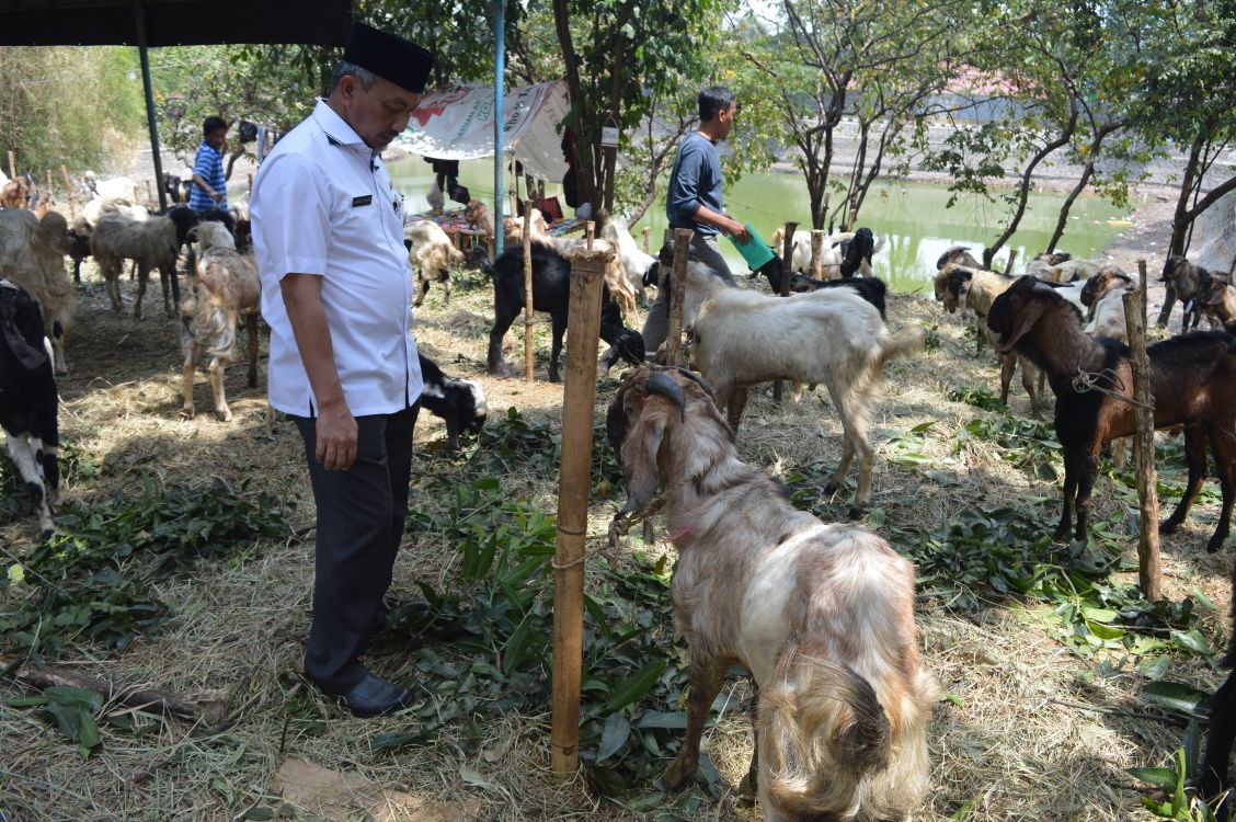 Jelang Idul Kurban, Wawali Ahmad Syaikhu Berikan Tips Cara Memilih Hewan Kurban