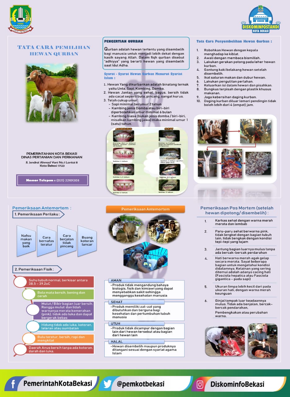 Tata cara Memilih dan Memotong Hewan Qurban