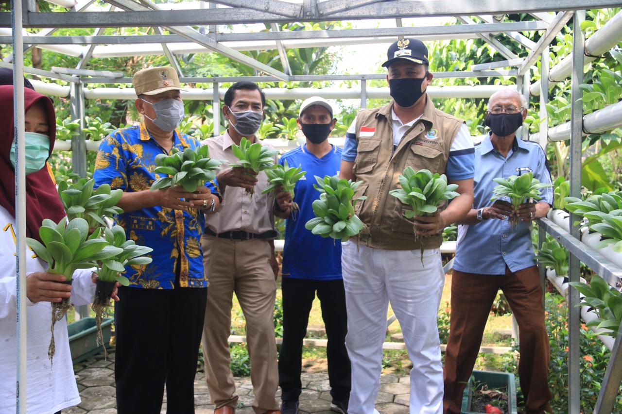Wakil Wali Kota Bekasi Panen Sayuran Hydroponik Langsung di Sumbangkan ke Dapur umum 